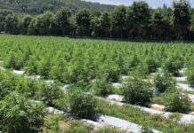2021 Alabama hemp grower applications now available; Cullman info session Nov. 5