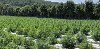 2021 Alabama hemp grower applications now available; Cullman info session Nov. 5