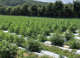 2021 Alabama hemp grower applications now available; Cullman info session Nov. 5