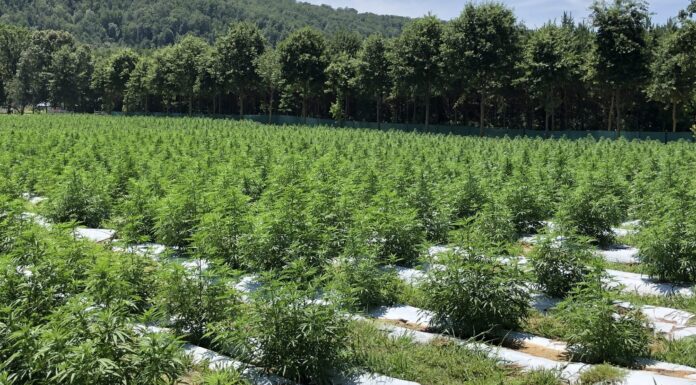 2021 Alabama hemp grower applications now available; Cullman info session Nov. 5
