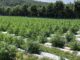 2021 Alabama hemp grower applications now available; Cullman info session Nov. 5