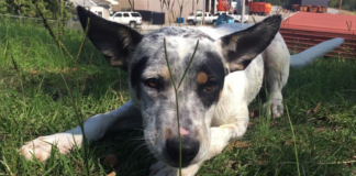 Pet of the Week: Find laid-back love with Willow!