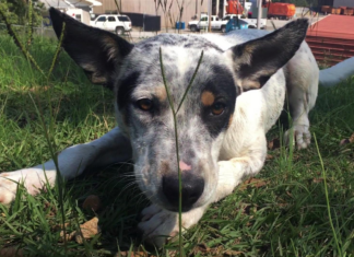 Pet of the Week: Find laid-back love with Willow!