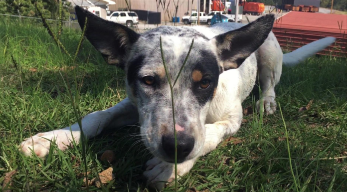 Pet of the Week: Find laid-back love with Willow!