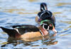 Wood duck mates determine migration routes