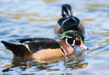 Wood duck mates determine migration routes