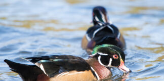Wood duck mates determine migration routes