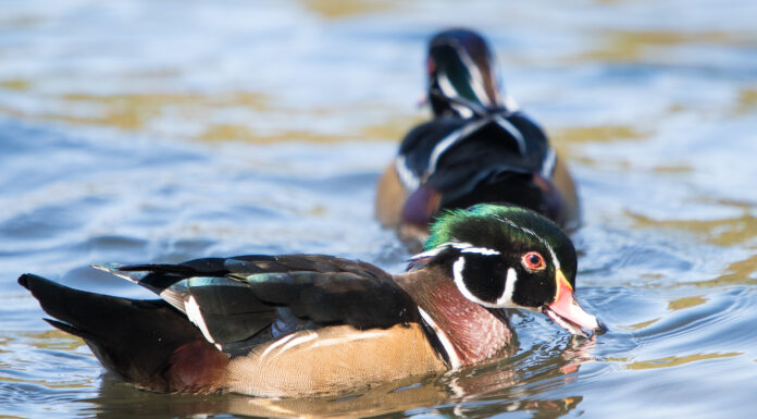 Wood duck mates determine migration routes