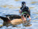 Wood duck mates determine migration routes