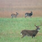 Extension: Continue to monitor for Chronic Wasting Disease