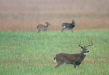 Extension: Continue to monitor for Chronic Wasting Disease