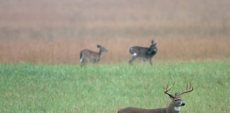 Extension: Continue to monitor for Chronic Wasting Disease