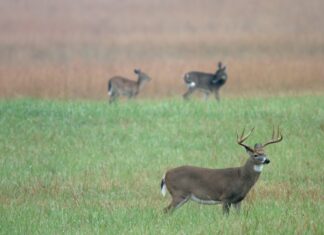 Extension: Continue to monitor for Chronic Wasting Disease