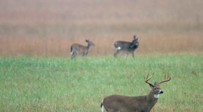 Extension: Continue to monitor for Chronic Wasting Disease
