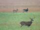 Extension: Continue to monitor for Chronic Wasting Disease
