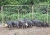 Feral hog population in Alabama shows no decline