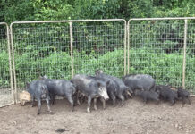 Feral hog population in Alabama shows no decline