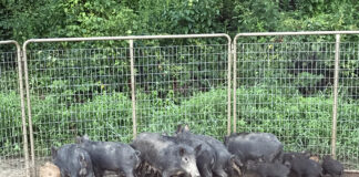 Feral hog population in Alabama shows no decline