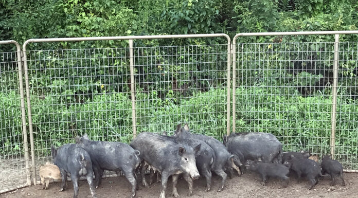 Feral hog population in Alabama shows no decline