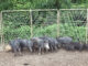 Feral hog population in Alabama shows no decline