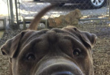 Pet of the Week: Celebrate fall with a big bowl of Stuie!