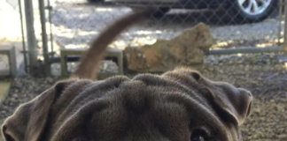 Pet of the Week: Celebrate fall with a big bowl of Stuie!