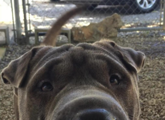 Pet of the Week: Celebrate fall with a big bowl of Stuie!