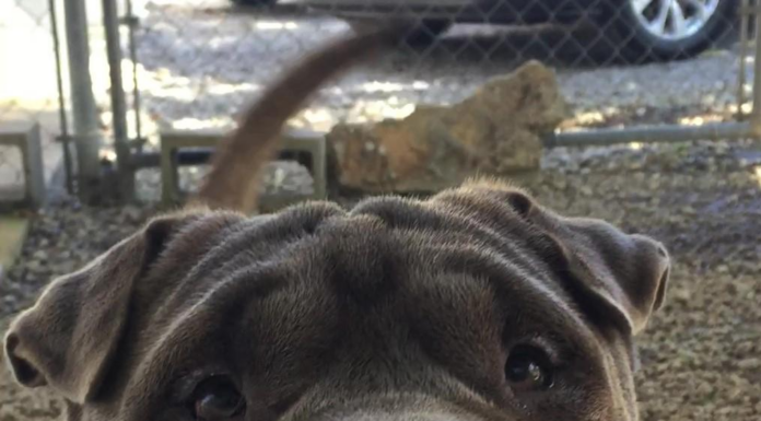 Pet of the Week: Celebrate fall with a big bowl of Stuie!