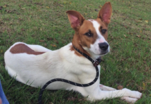 Pet of the Week: Get up and go with Frankie!