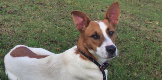 Pet of the Week: Get up and go with Frankie!