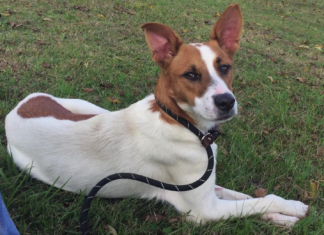 Pet of the Week: Get up and go with Frankie!