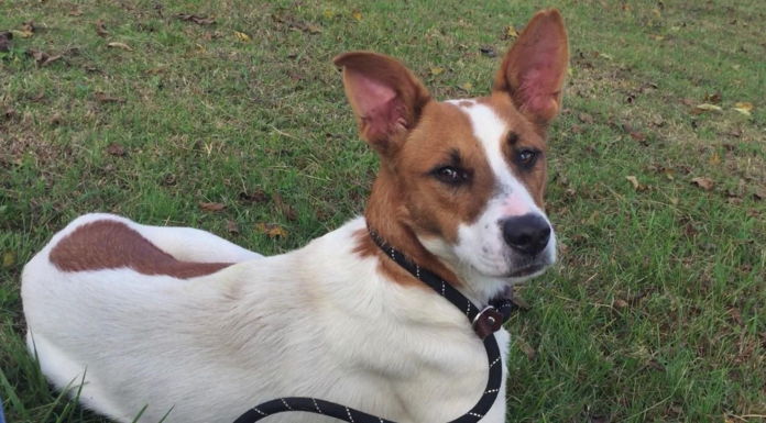 Pet of the Week: Get up and go with Frankie!