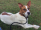 Pet of the Week: Get up and go with Frankie!