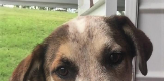 Pet of the Week: Truman is looking for a forever friend