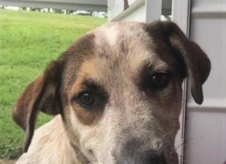 Pet of the Week: Truman is looking for a forever friend