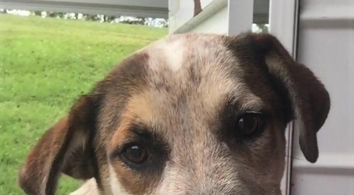 Pet of the Week: Truman is looking for a forever friend