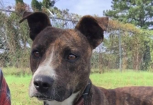 (Bonus) Pet of the Week: Upgrade your life with Grady!