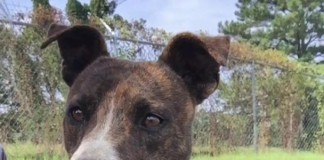 (Bonus) Pet of the Week: Upgrade your life with Grady!