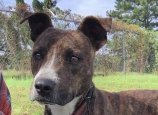 (Bonus) Pet of the Week: Upgrade your life with Grady!