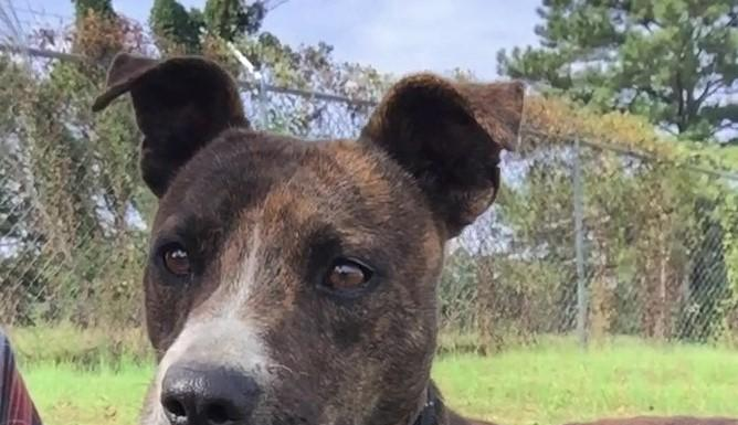 (Bonus) Pet of the Week: Upgrade your life with Grady!