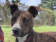 (Bonus) Pet of the Week: Upgrade your life with Grady!