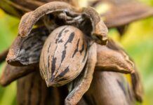 Harvesting and storing pecans this fall