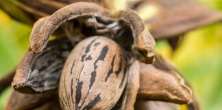 Harvesting and storing pecans this fall
