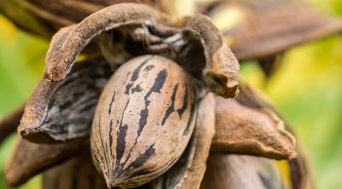 Harvesting and storing pecans this fall