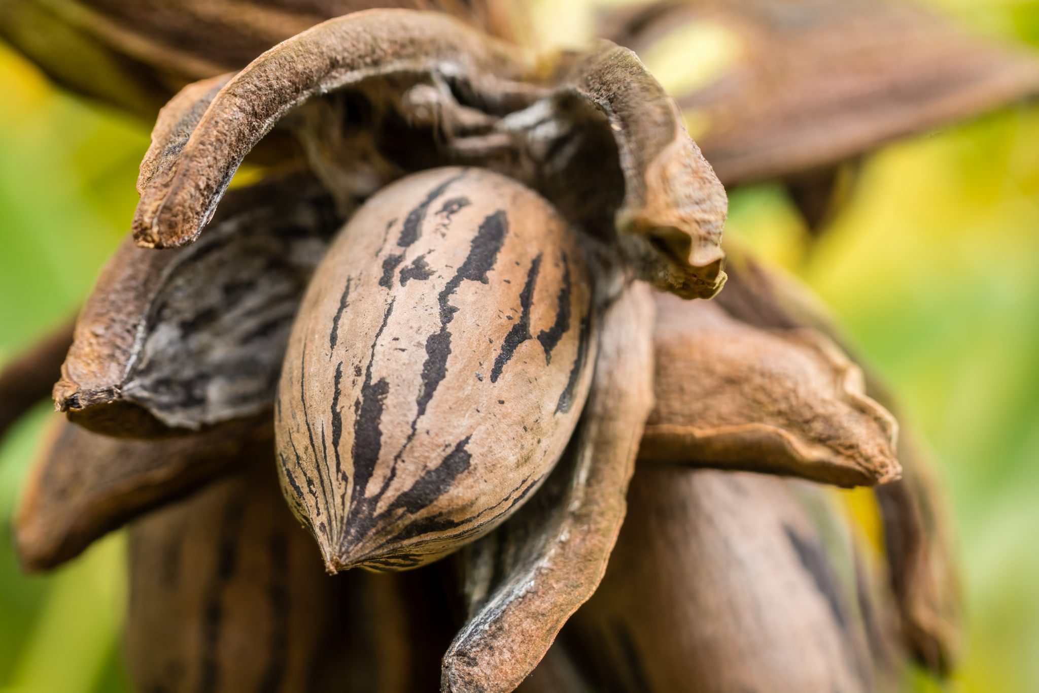 Harvesting and storing pecans this fall The Cullman Tribune