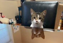 Cool cat ‘Cubbie’