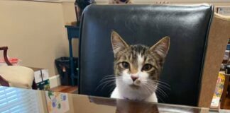 Cool cat ‘Cubbie’