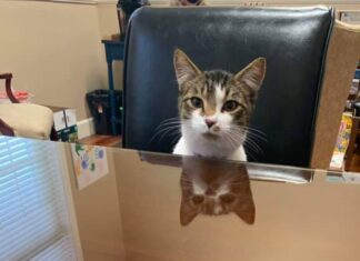 Cool cat ‘Cubbie’