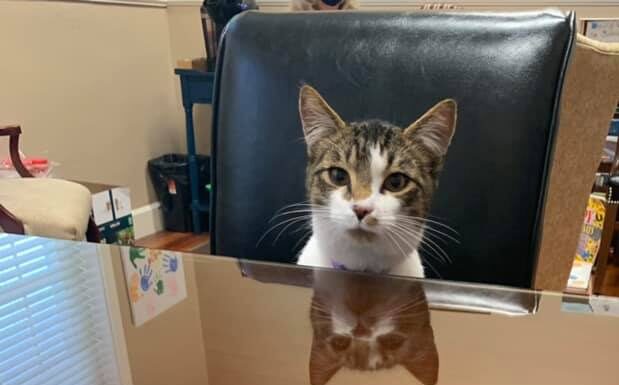 Cool cat ‘Cubbie’