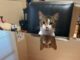 Cool cat ‘Cubbie’